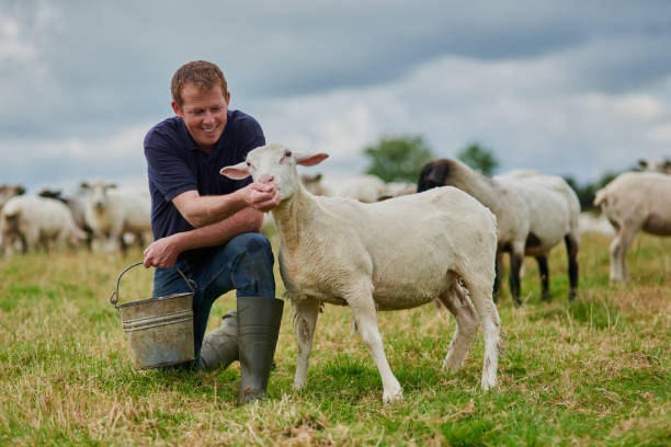 From Palm to Performance: How Rumen Bypass Fat Is Made